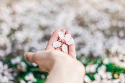 White petals of shallow focus on photography
